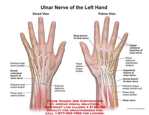 ulnar – Anatomy Exhibits