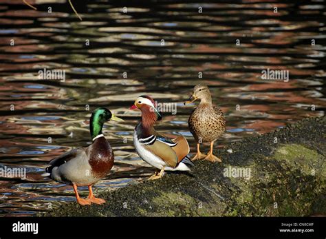 Mandarin duck keeping male mallard away from female mallard duck hi-res stock photography and ...