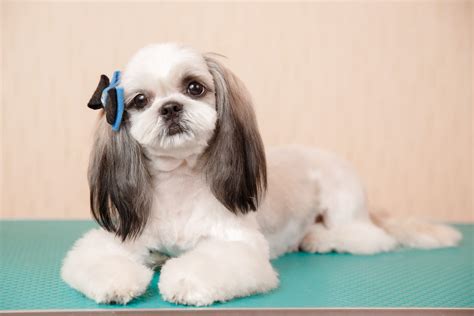 Puppy Grooming – V.I.Pooch Club