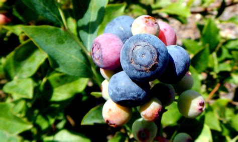 Dependable and Delicious Rabbiteye Blueberries | Institute News