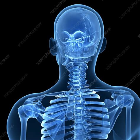 Human skeletal system, artwork - Stock Image - F010/5788 - Science Photo Library
