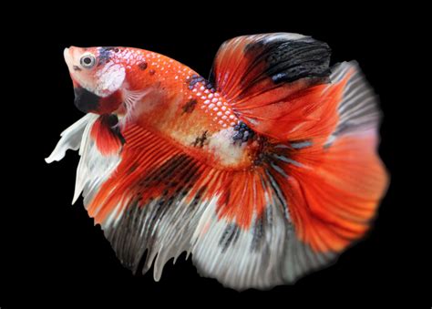 Koi Betta: Betta splendens Marble Variation - Aquariadise