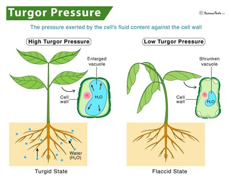 Pressure Caused by Water Inside a Plant Cell