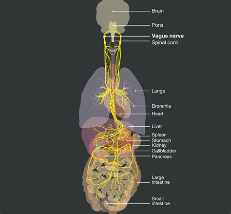 Activate Your Vagus Nerve: Healing Through Vagus Nerve Stimulation