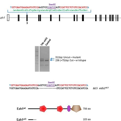 Ezh1 ul3/ul3 zebrafish mutants present a normal phenotype. (A) Pictures... | Download Scientific ...