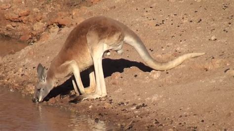 Red Male Kangaroo Drinking At A Waterhole In Outback Australia. Stock ...