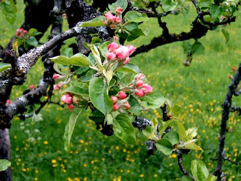 File:Apple tree.jpg - Wikipedia