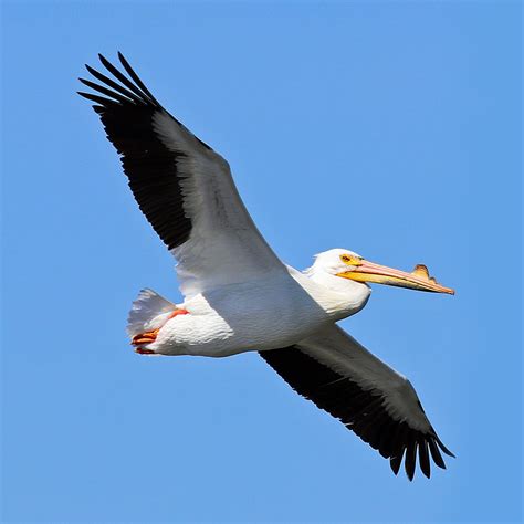 White Pelican Prints Art & Collectibles jan-takayama.com