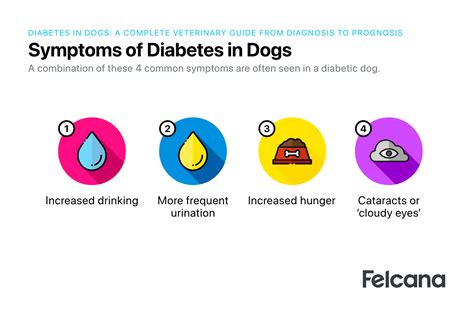 Diabetes In Dogs: All You Need To Know [Updated 2022] | Felcana