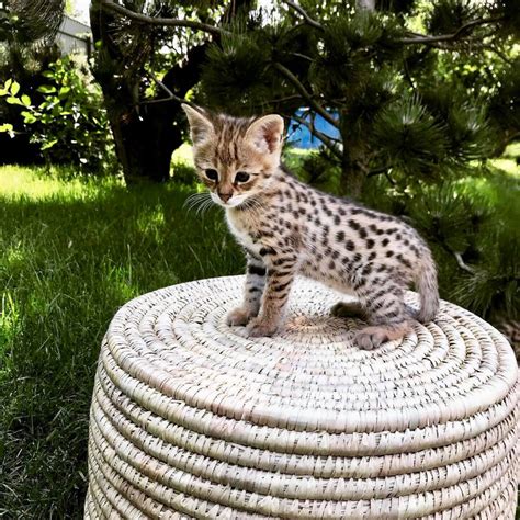 Savannah Cats For Sale | Los Angeles, CA #300933 | Petzlover