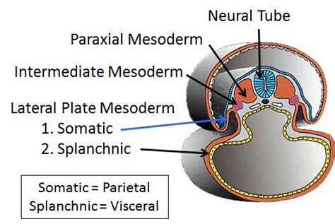 Somatic and splanchnic mesoderm | Anatomy and physiology, Medical ...