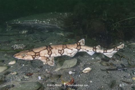 Chain Catshark - Scyliorhinus retifer