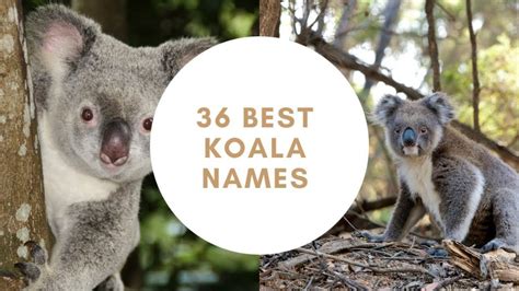 Best name for baby koala