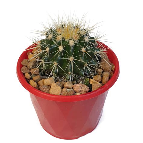 Cacti- Golden Barrel Cactus- Echinocactus Grusonii