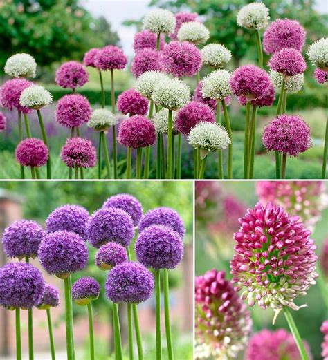 Allium Bulb Collection, 100 bulbs in 3 varieties | Plow & Hearth