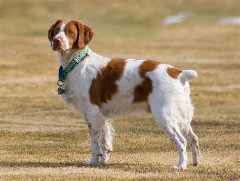 English Brittany Spaniel - Profile | Care | Personality | Training ...