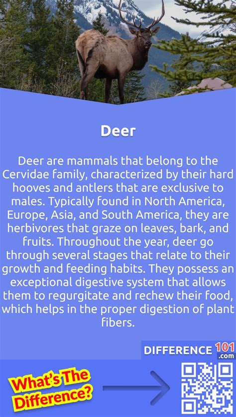 Reindeer vs. Deer: What Is The Difference Between Reindeer And Deer? | Keystone species, Deer ...