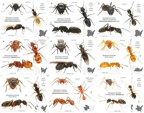 Free Printable Ant Identification Charts [PDF] With Pictures