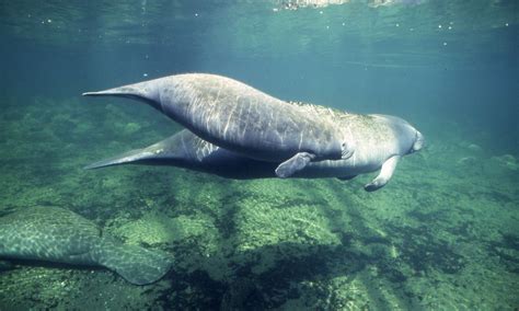 Florida Manatee - Marine Mammal Commission