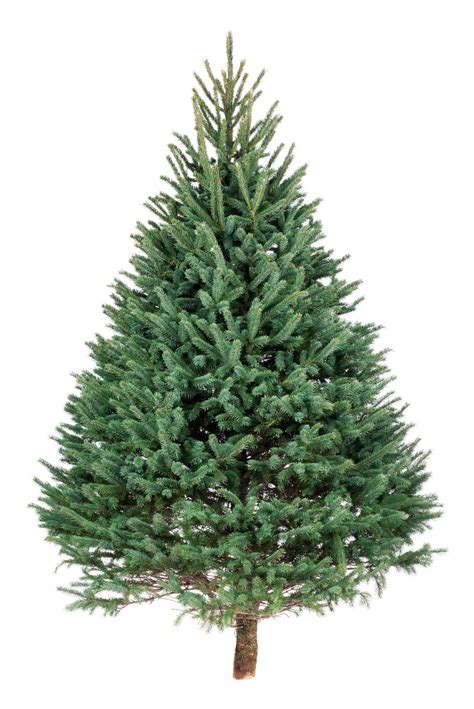 20 Best Types of Christmas Trees and Tree Varieties