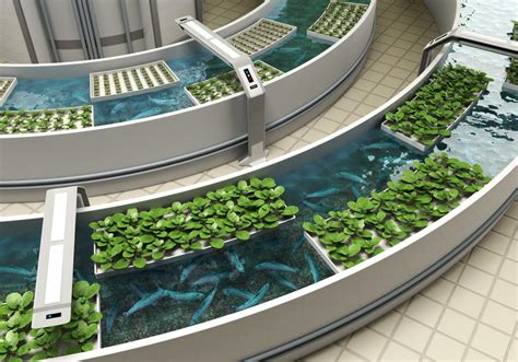 Aquaponics Presents A New Way To Grow Sustainable Fish And Veggies