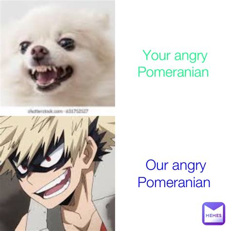 Your angry Pomeranian Our angry Pomeranian | @V_Denki_Kami | Memes