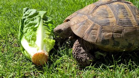 Tortoise eating - YouTube