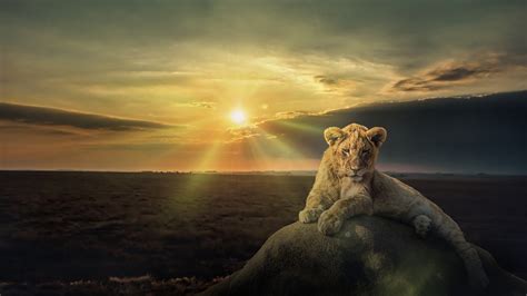 Cub Lion Is Sitting On Stone With Sunset Background HD Animals Wallpapers | HD Wallpapers | ID ...