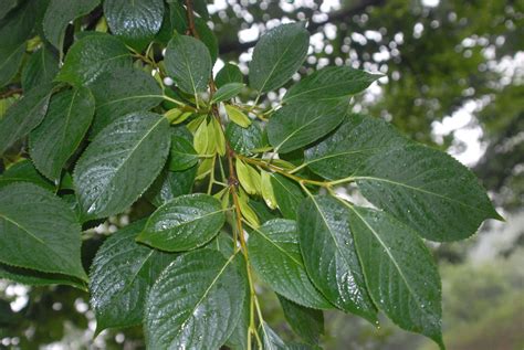 Eucommia ulmoides (Hardy Rubber Tree) | North Carolina Extension ...