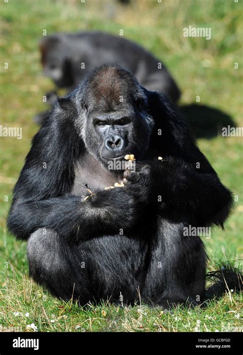 Gorilla at London Zoo Stock Photo - Alamy