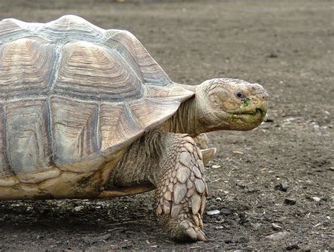 African spurred tortoise - Dublin Zoo