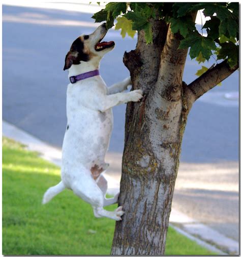 Dogs can climb trees! | Flickr - Photo Sharing!