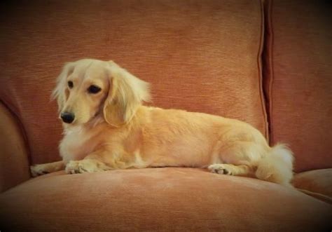 English Cream Dachshund breeder - Belle Amore Dachshunds in 2020 | Dachshund breeders, Dachshund ...