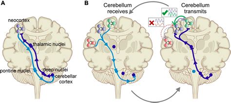 Cerebellar Cortex