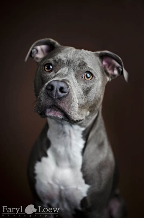 The Ultimate Pit Bull Boxer Mix Guide: Bouncy And Dangerous Or Loveable ...