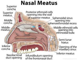 Nasal Meatus