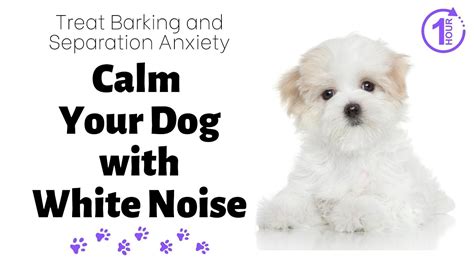 Effective White Noise for Dogs 1 Hour || Calm Your Dog || Reduce ...