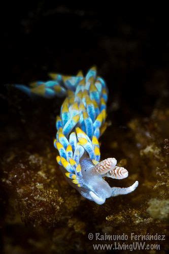 ˚Berghia coerulescens Mollusca, Sea Slug, Sea Snail, Water Life, Slugs ...