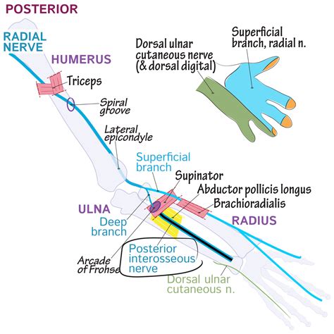 Gross Anatomy Glossary: Posterior interosseous nerve | ditki medical & biological sciences