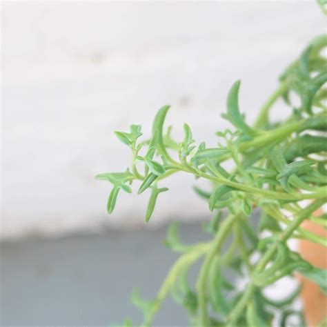 Hanging String Of Dolphins Succulent Vine – Dahing Plants