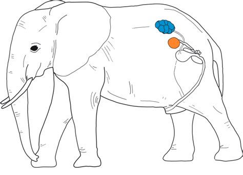 Elephant Heart Anatomy