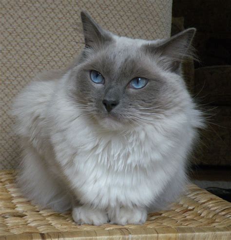 12 Most Popular Cat Breeds