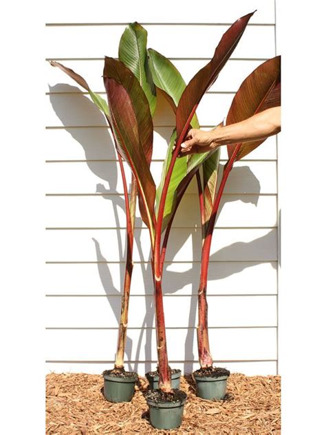 Lg. Red Leaf Abyssinian Banana Tree (ensete ventricosum) | Red banana ...