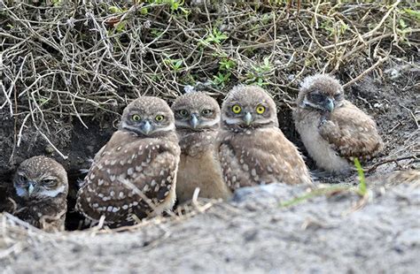 Burrowing Owl | Cape Coral Friends of Wildlife