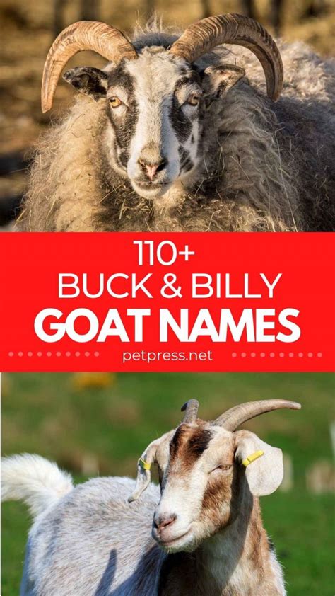 Buck Goat Names - 110+ Good Names For A Buck And Billy Goat