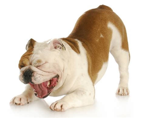 What You Should Know About Kennel Cough - Top Notch Pet Care