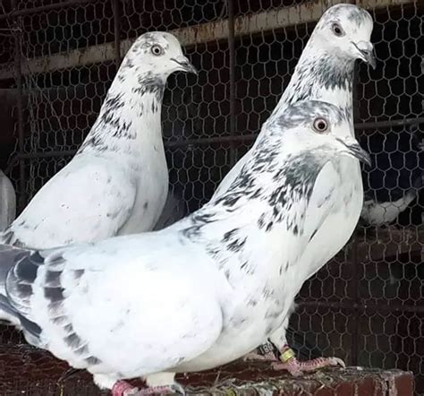 Tippler Pigeon: Origin, Appearance, Behavior, Care, And More