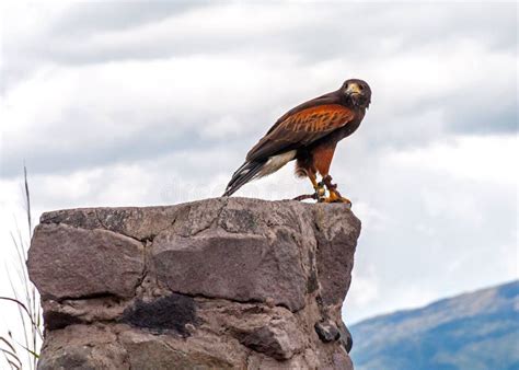 Brown Golden Eagle, Conservation Park, Ecuador Stock Image - Image of beautiful, eagle: 156580811