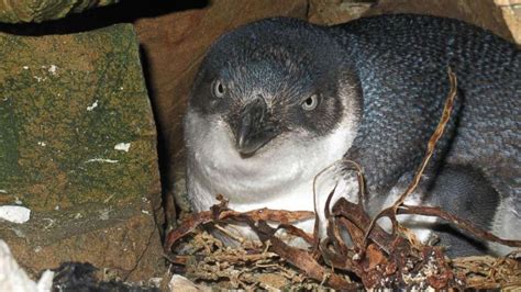 Little blue penguins stolen from nest in 'late-night' raid in New ...