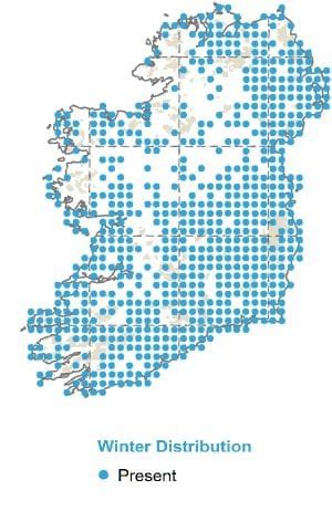 Linnet - BirdWatch Ireland